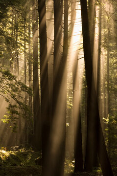 View of sunrays in forest in Limekiln State Park