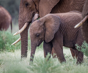Fototapeta na wymiar Young elephant keeps close to the adults in the herd