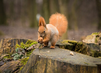 Red fluffy squirrel in a autumn forest. Curious red fur animal among dried leaves.