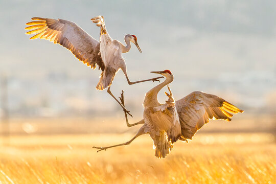 Sandhill cranes fighting mid air in field