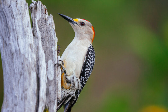 Close up of northern flicker perching on tree