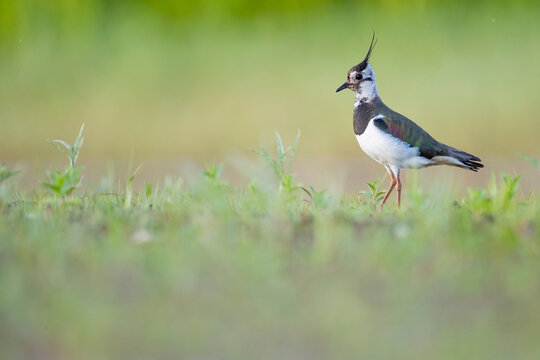 Side view of Northern Lapwing