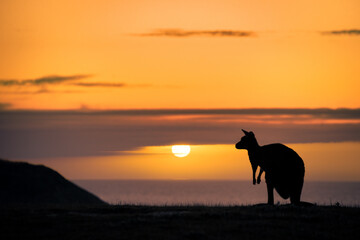 Silhouette of kangaroo against sky during sunset