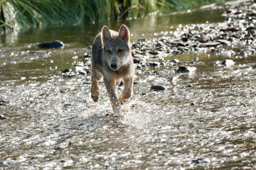 Gray wolf running through stream