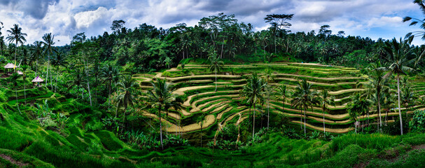 View of Tegallalang Rice Terrace