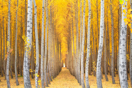 Scenic view of pacific albus trees in Boardman Tree Farm