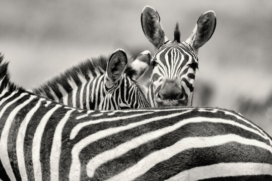 Close up of zebra in Maasai Mara National Reserve