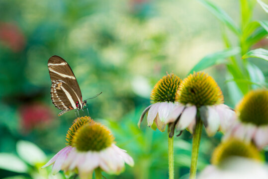 Close up of Zebra Longwing Butterfly perching on passionflower