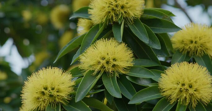 Xanthostemon chrysanthus flower beautiful on a tree