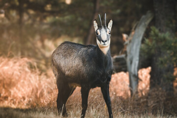 Chamois in the woods