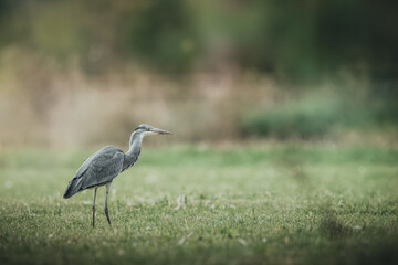 grey heron ardea cinerea