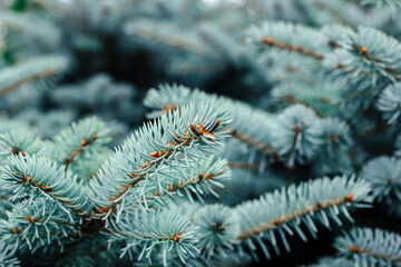 Blue spruce background. Coniferous tree. Nature, Christmas, New Year, seasonal concept. Selective focus.	