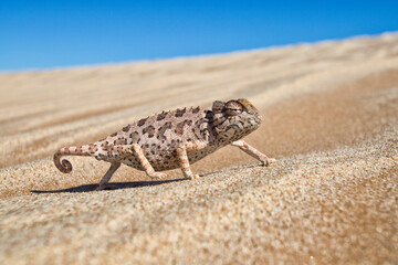 Close up of Namaqua chameleon crawling on desert landscape