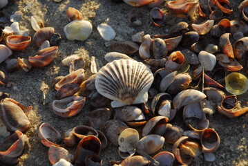 Close up of seashells