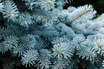 Naklejka na ściany i meble Blue spruce background. Coniferous tree. Nature, Christmas, New Year, seasonal concept. Selective focus. 