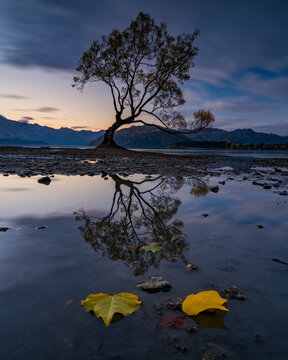 Reflection of tree in water during sunset