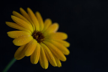 Yellow flower on a black background.