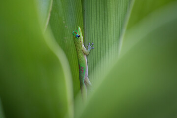 Close up of Gold dust day gecko on leaf