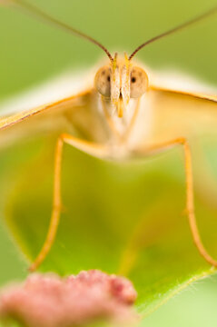 Close up of julia butterfly