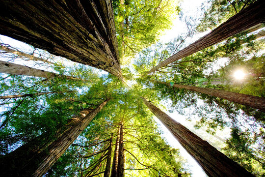 Low angle view of trees in Redwood National and State Parks