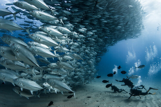 View of scuba divers swimming by school of fish