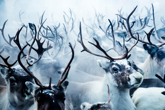 Group of reindeer in Lapland, Sweden