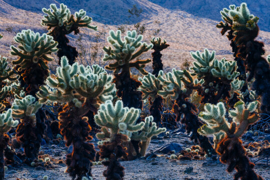 View of cholla cactus growing on desert landscape