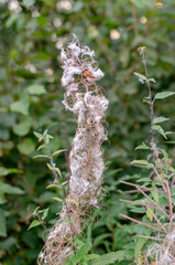 globe thistle a genus of perennial, rarely annual