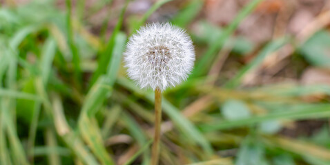 white dandelion close-up .blurred background.