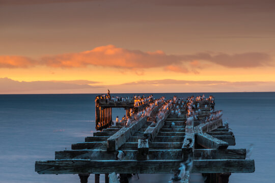 View of penguins on wooden dock