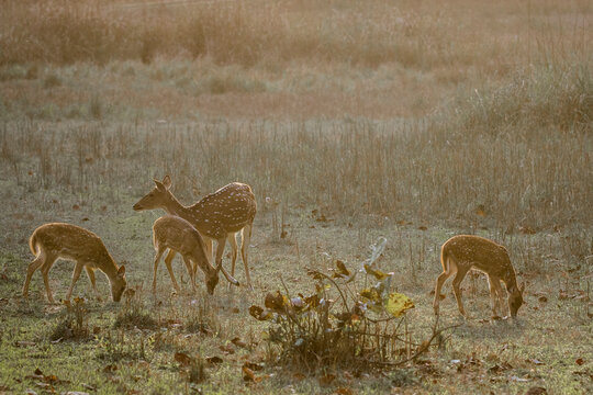 Spotted deer grazing on grassy landscape