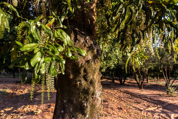 Blossomed in a macadamia orchard (Macadamia integrifolia) in Brazil