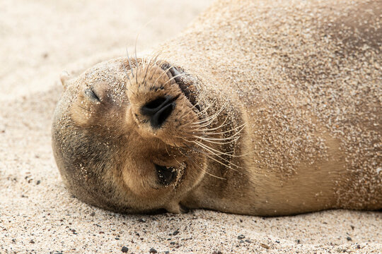 Close up of Galapagos sea lion sleeping on beach