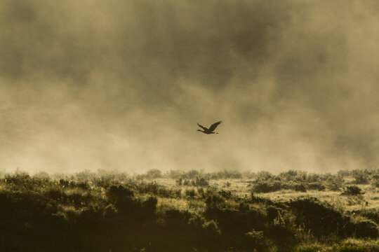 Sandhill crane flying over Upper Green River Valley