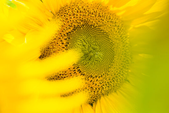 Close up of sunflower