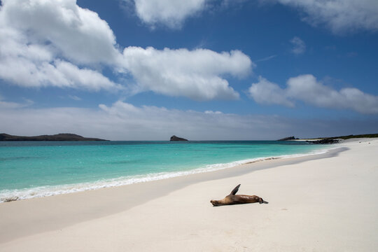 View of sea lion sleeping on beach