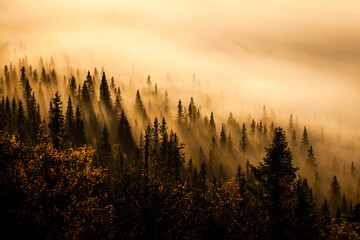View of misty sunrise in forest