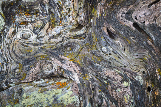 Close up of pattern on cypress branches in Point Lobos State Reserve