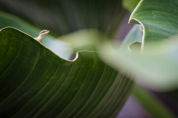 Close up of slender anole on leaf
