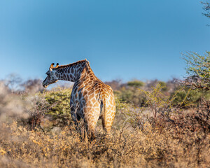 Giraffe eating grass in Africa