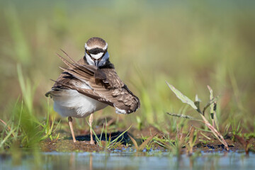 Close up of little ringed plover preening feather