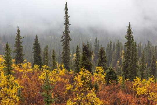 Autumn tree forest with fog in Yukon's Tombstone Territorial Park