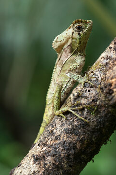 Close up of Casque headed lizard crawling on branch