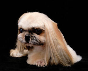 Shih Tzu with a beautiful haircut on a black background.