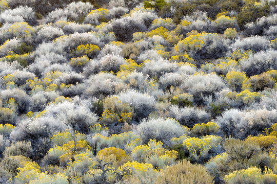 View of Rabbit bush and silver sage blooming on landscape