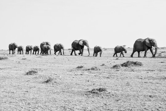 Line of elephants traveling through Maasai Mara in Kenya