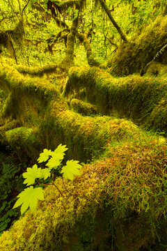 Bigleaf maple plants covered with moss