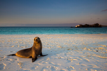 Sea lion on beach in Galapagos Islands