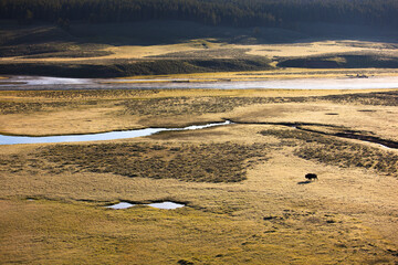Bison walking by Yellowstone River in Yellowstone National Park