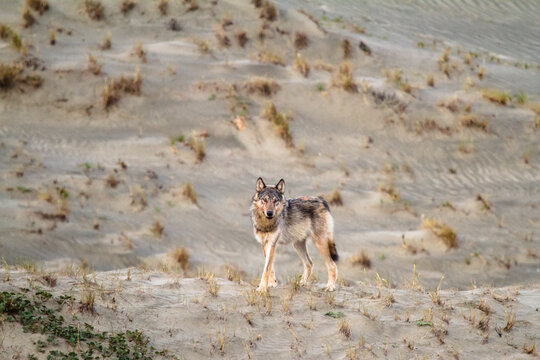 Gray wolf standing on coastal sand dune in west coast of Vancouver Island